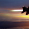 hornet